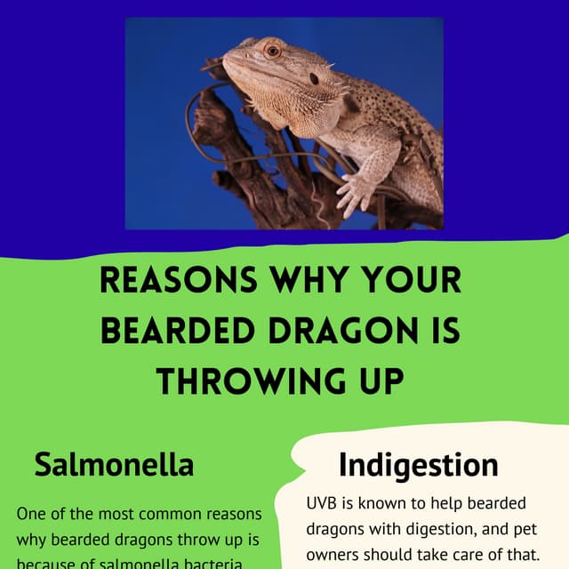 Reasons Why Your Bearded Dragon is Throwing Up.pdf