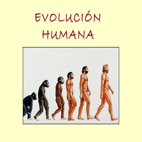 Recap  evol humana