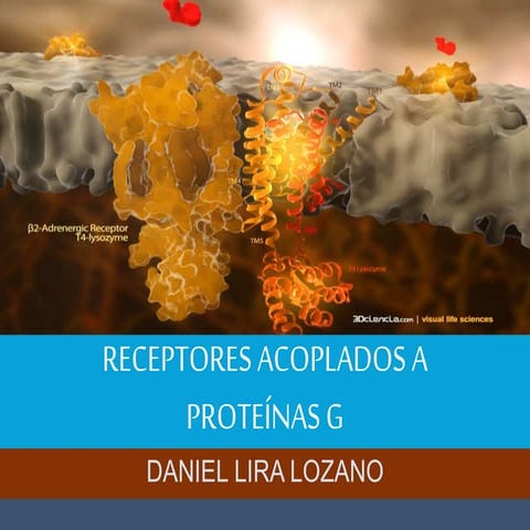 Receptores acoplados a proteína g