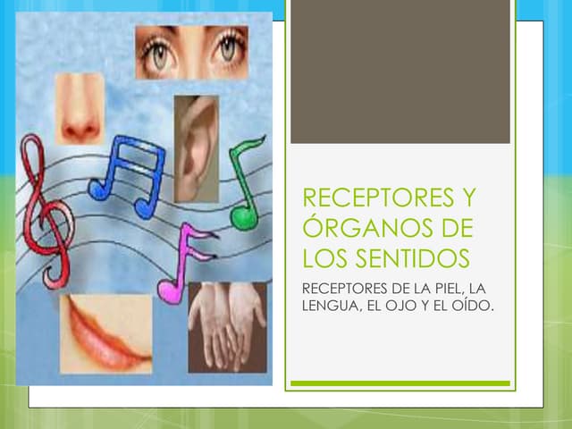 Receptores y órganos de los sentidos