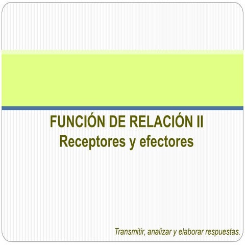 Receptores y efectores