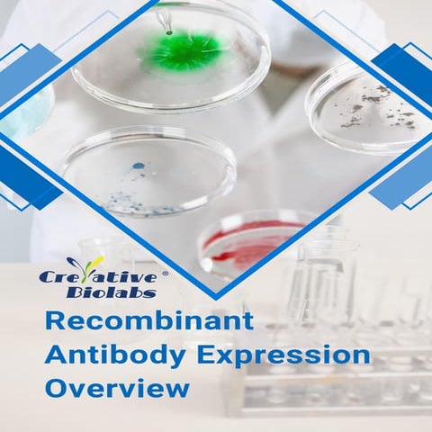 Recombinant Antibody Expression Overview | PDF