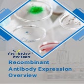 Rabbit Monoclonal Antibody | PDF