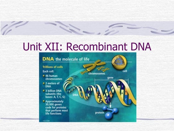IGCSE Biology Edexcel (9-1)- Genetic modification | PDF