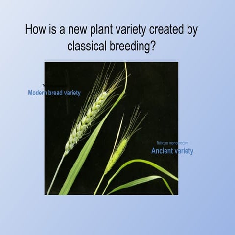 Recombinant DNA technology and classicial breeding.pptx