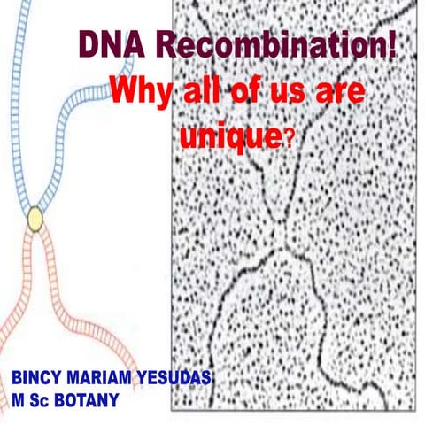 Recombination dna repair bincy