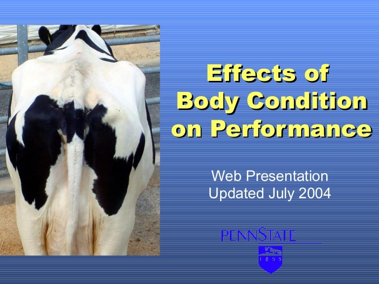 Effects of Body Condition on Performance of Dairy Cows