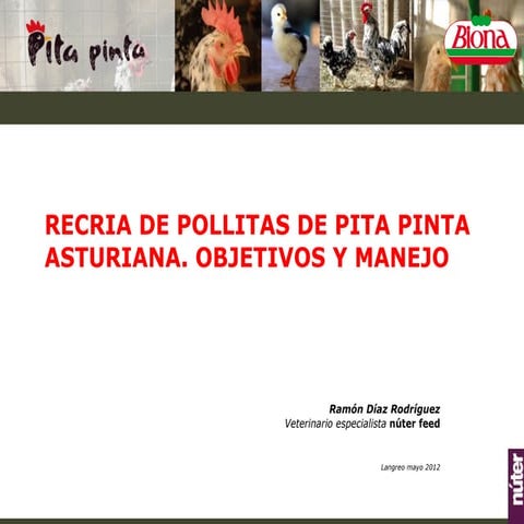 Recria de pollitas de pita pinta asturiana langreo 2012