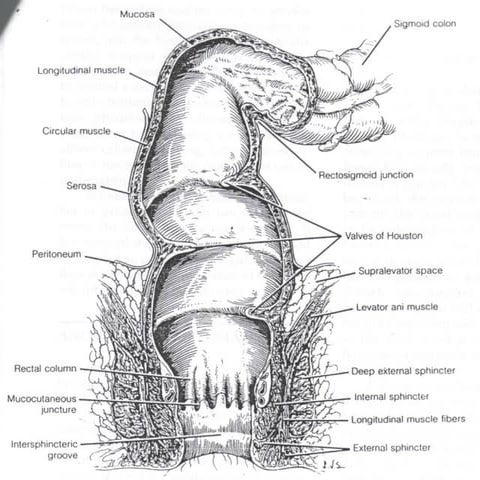 Rectoscopy | PPT