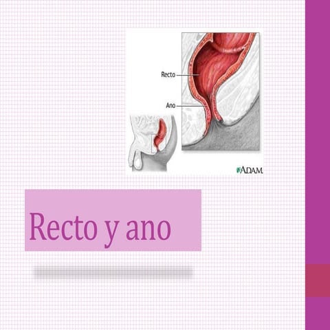 Anatomía y fisiología de recto y ano | PPTX