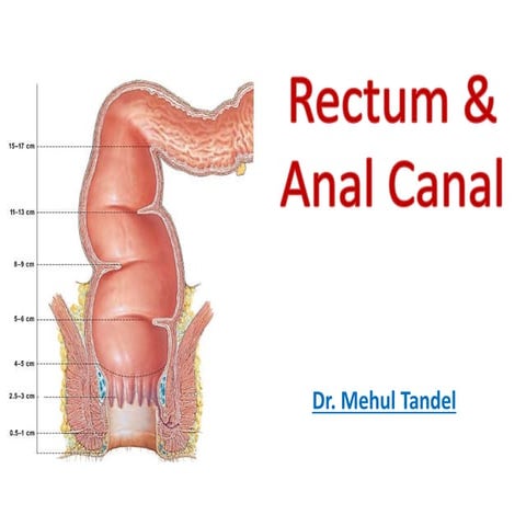 Rectum & anal canal