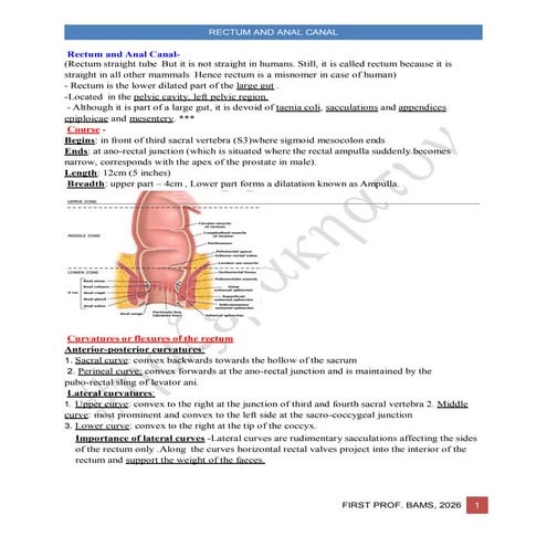 Anatomy of Rectum | PPTX