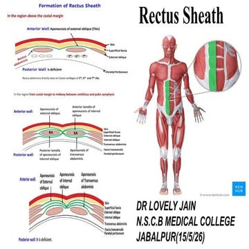 ABDOMINAL WALL ANATOMY | PPTX