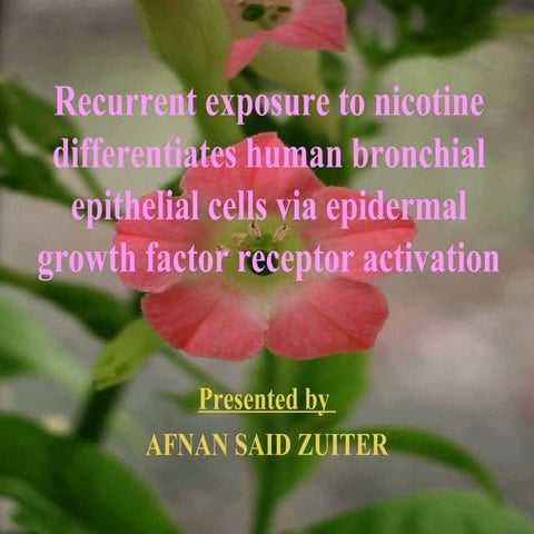 Recurrent exposure to nicotine differentiates human bronchial epithelial cells via epidermal growth factor receptor activation