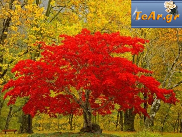 Red Tree