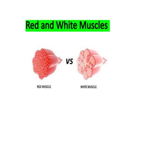 Structure of muscle fibers Simplified PPT | PPTX