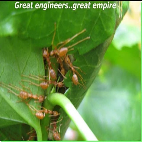 12-Red Ants | PPT