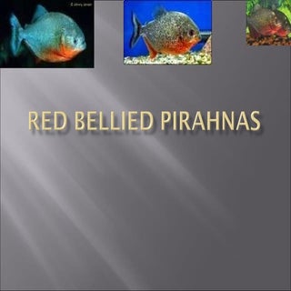 Red  Bellied  Pirahnas