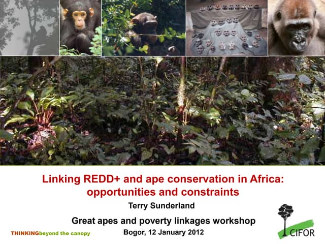 Linking REDD+ and ape conservation in Africa: opportunities and constraints