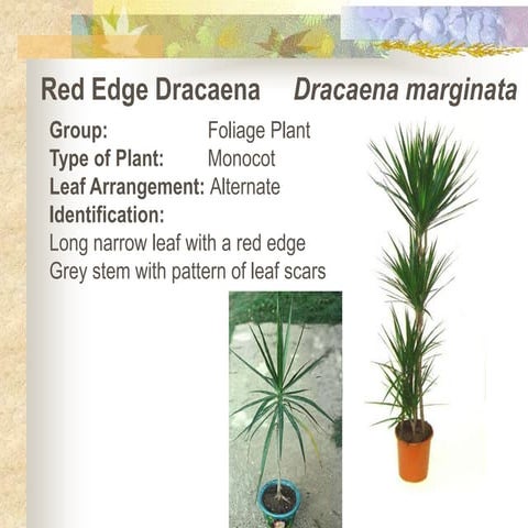 Red edge dracaena show | PPT