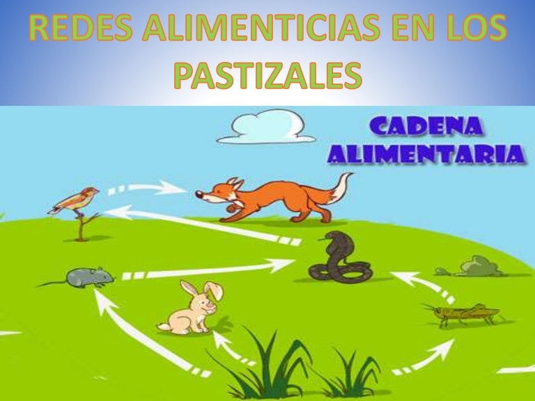 cadenas y redes alimenticias del ecosistema redes alimenticias en los pastizales cadenas y redes alimenticias del ecosistema redes alimenticias en los pastizales