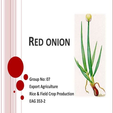 Red onion