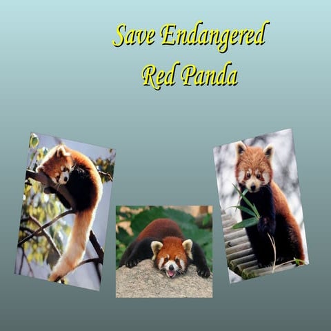 Red panda | PPTX