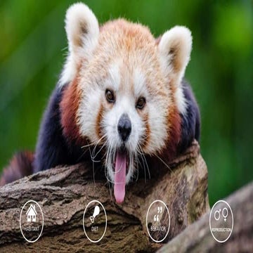 Red panda | PPTX