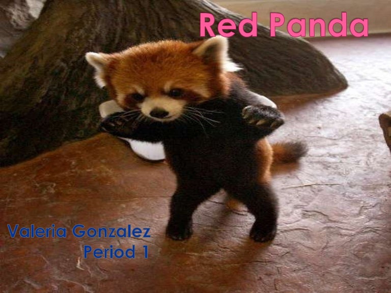red panda powerpoint