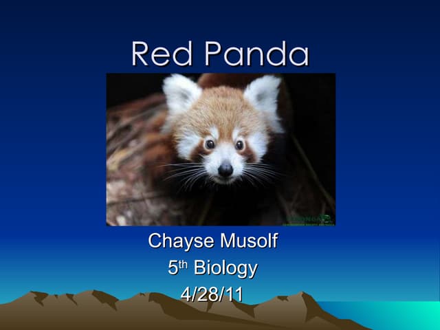 Red panda Chayse Musolf 