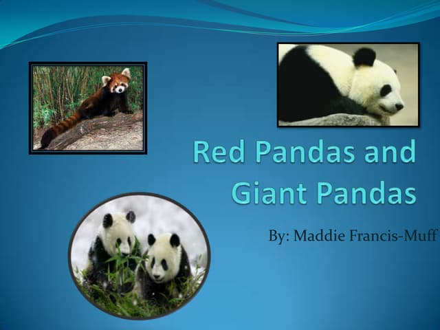 Red pandas and giant pandas