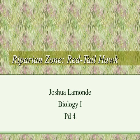 Josh Lamonde, Pd.4, Red Tail Hawk