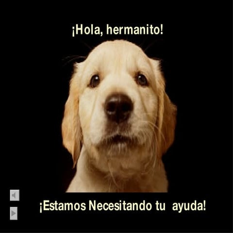 Refleja. Hermanitos.