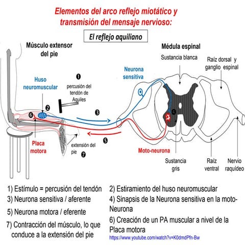 Reflejo aquiliano. PowerPoint animado, para 3º medio, biologóa