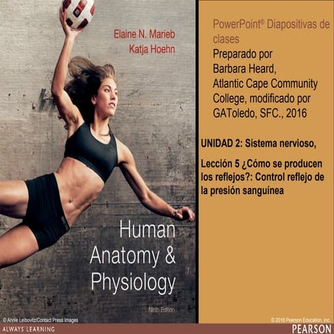 Reflejo barorreceptor: mantención de la presión sanguínea en homeostasis. Tercero medio, Biología