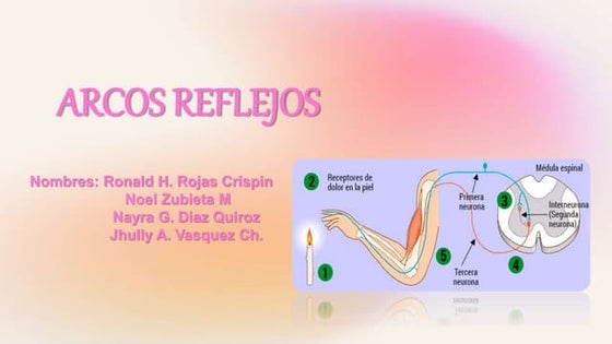 Clase 21 evaluacion reflejos superficiales y profundos | PPT