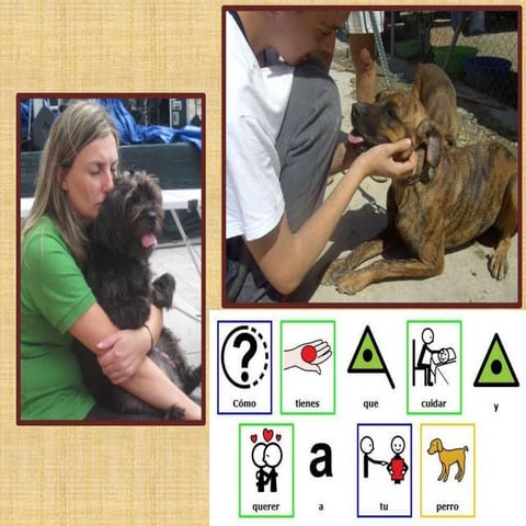 Cuidados de un perro. Completo