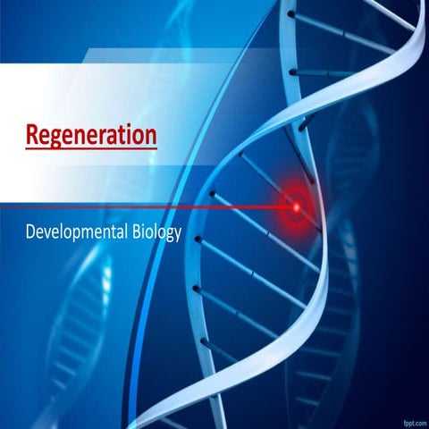Regeneration in vertebrates