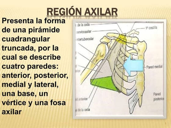 HUMERO ANATOMIA RUTH CORDOVA | PPT