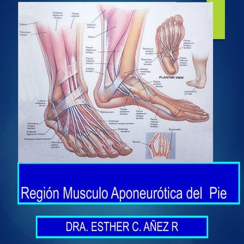 Región Musculo Aponeurótica del  Pie POSTGRADO.pptx