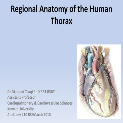 Regional anatomy of the human thorax rs-2011