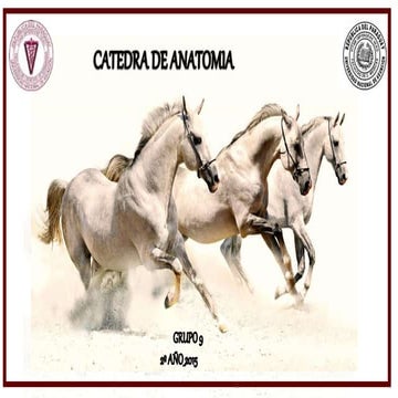 Region del flanco o del ijar Grupo 9 FCV - UNA