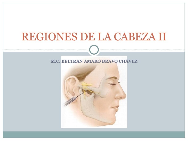 Regiones De La Cabeza Ii