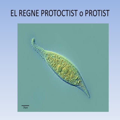 Regne protoctist