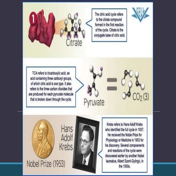 Regulaion of tca and glyoxylate cycle