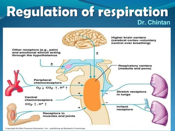 Neural regulation of respiration.pptx by shibra razi | PPTX