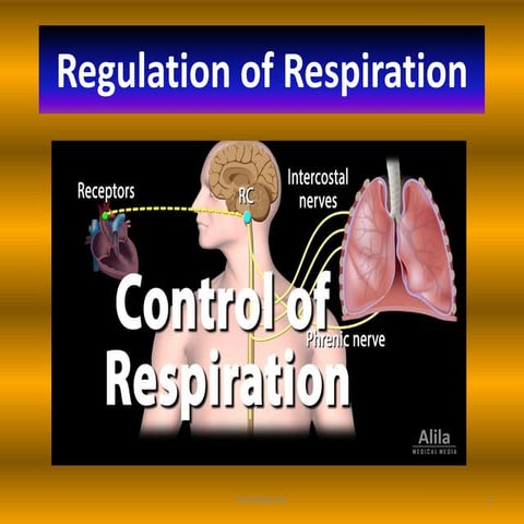 Regulation of Respiration- Control of respiration
