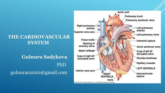 Cardiac output (The Guyton and Hall Physiology) | PPT