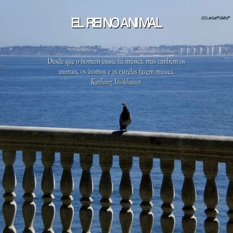 Reino Animal - Excelente!