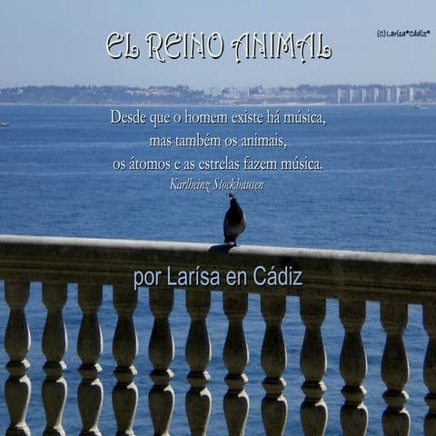 Respeito aos Animais